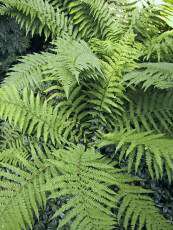 Dryopteris filix-mas Dryopteris filix-mas