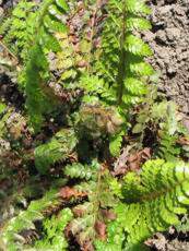 Polystichum polyblepharum