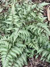 Athyrium nipponicum ´Pictum´