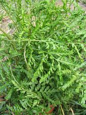 Dryopteris filix-mas ´Linearis Polydactylon´ Dryopteris filix-mas ´Linearis Polydactylon´