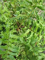 Dryopteris affinis ´Cristata the King´ Dryopteris affinis ´Cristata the King´