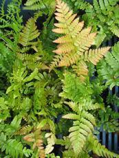 Dryopteris erythrosora Dryopteris erythrosora