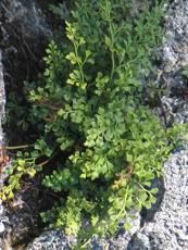 Asplenium ruta muraria