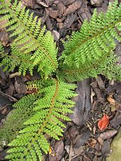 Polystichum setiferum ´Proliferum´