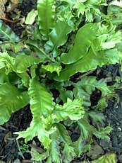 Phyllitis scolopendrium 'Ramosa Cristata'