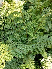 Polystichum proliferum Herrenhausen