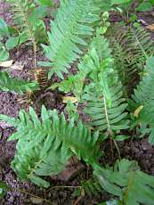 Polypodium vulgare