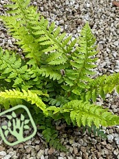 Polystichum aculeatum