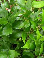 Cyrtomium falcatum Cyrtomium falcatum