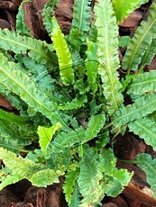 Phyllitis scolopendrium ´Angustifolia´