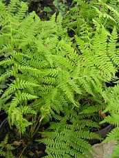 Dryopteris cristata