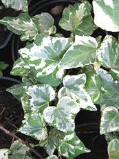 Hedera helix ‘Aura Soma’