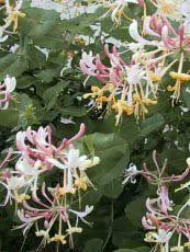 Lonicera caprifolium 