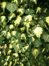 Hedera helix ‘Golden heart’