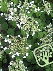 Hydrangea anomala´Petiolaris´