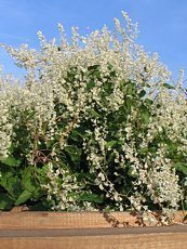 Polygonum aubertii