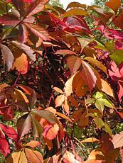 Parthenocissus quinquefolia