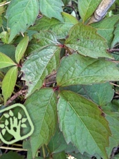 Parthenocissus tricuspidata´Veitchii´