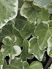 Hedera helix ‘Eva’