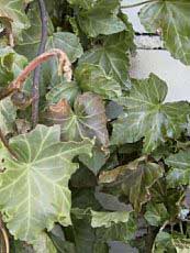 Hedera helix ‘Parsley Crested’