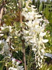 Wisteria chinensis´Alba´