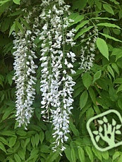 Wisteria floribunda´Alba´