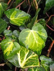 Hedera colchica´Sulphur Heart´