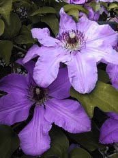 Clematis x hybrida ´Warsaw Nike´ Clematis x hybrida ´Warsaw Nike´