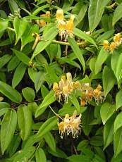 Lonicera henryi