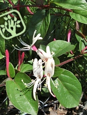 Lonicera japonica ´Purpurea´