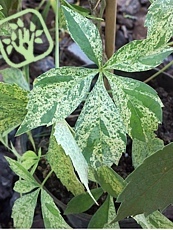 Parthenocissus quinquefolia ´Star showers´