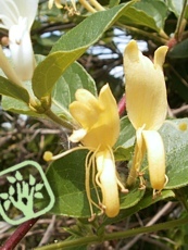 Lonicera japonica´Halliana´