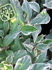 Hedera helix ´Little Diamond´