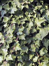 Hedera helix