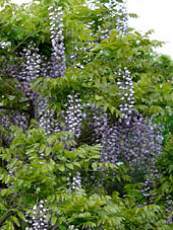 Wisteria chinensis