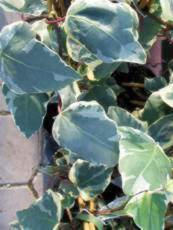 Hedera colchica´Dentata Variegata´