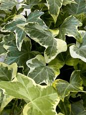 Hedera helix´Golden Child´