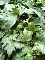 Hedera helix ´Green Ripple´