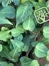 Hedera helix ´Natasja