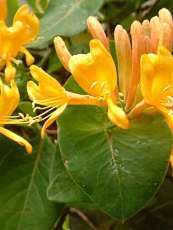 Lonicera x tellmanniana