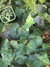 Hedera colchica ´Dentata´