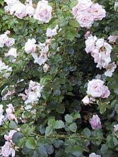 Rosa sp.