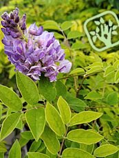 Wisteria floribunda´Alba´