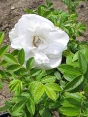 Rosa rugosa ´Albo-plena´