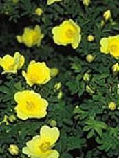 Rosa pinpinellifolia ´Lutea´