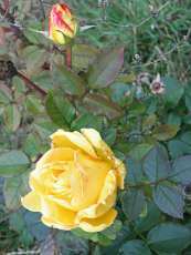 Rosa ´Friesia´ 