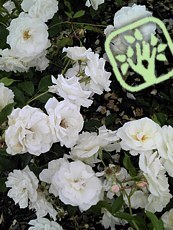 Rosa ´Schneewittchen´ Rosa ´Schneewittchen´