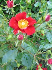 Rosa ´Robin Redbreast´