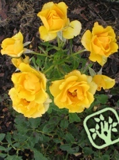 Rosa´AllGold´