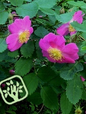 Rosa gallica